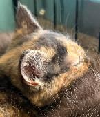 Tortie