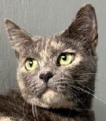 Tortie