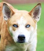 Akita
