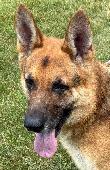 GSD